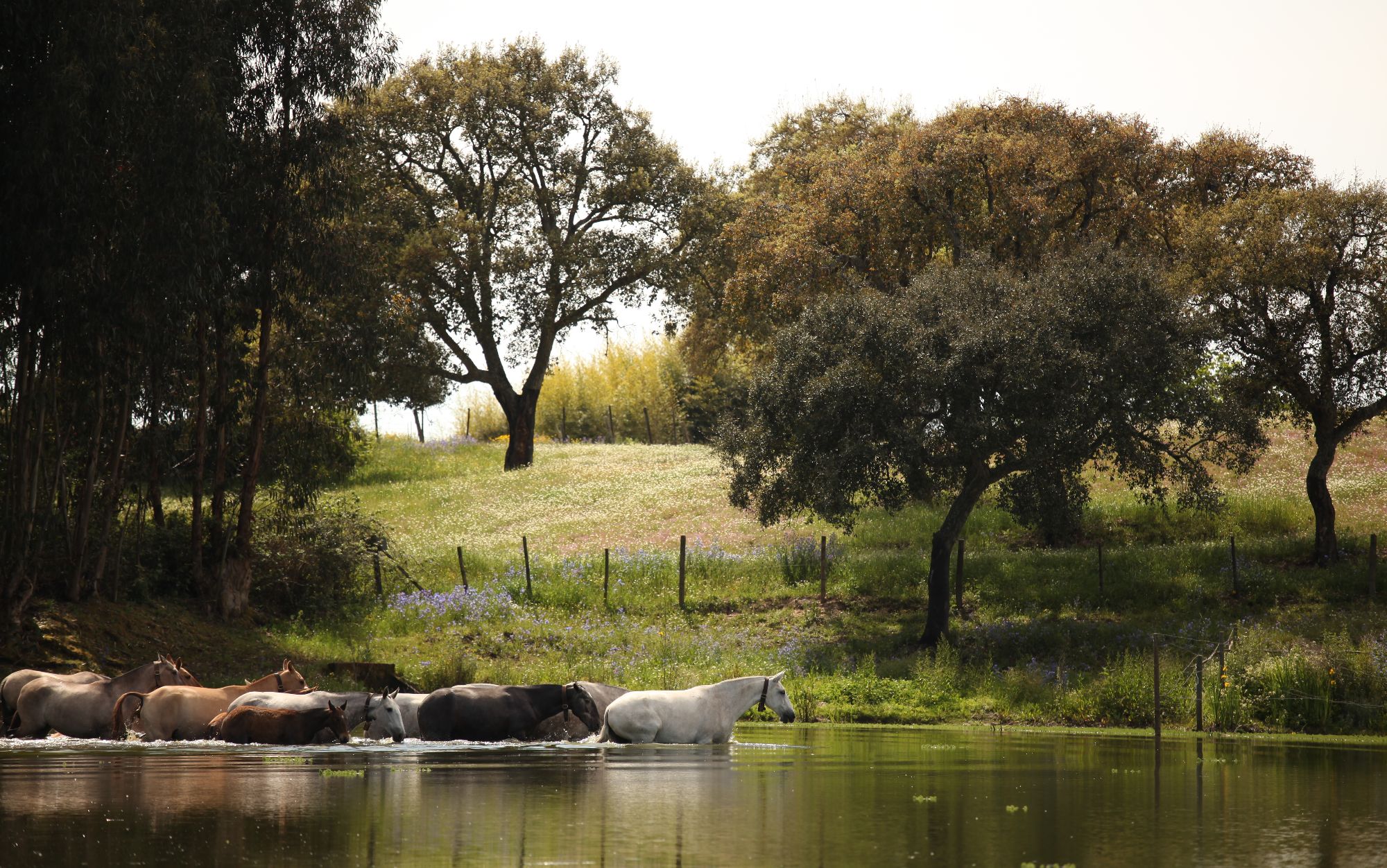 Stud-book Cavalo Lusitano